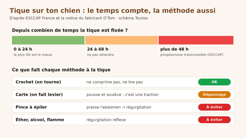 Schéma : délai de fixation de la tique et effet de chaque méthode de retrait, crochet, carte, pince à épiler, éther